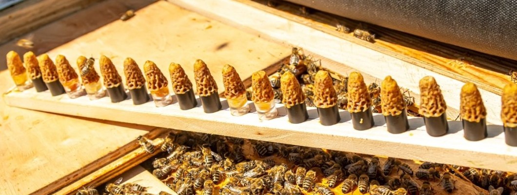 Ana Arı Çiftleştirme Kutusu Fiyatları