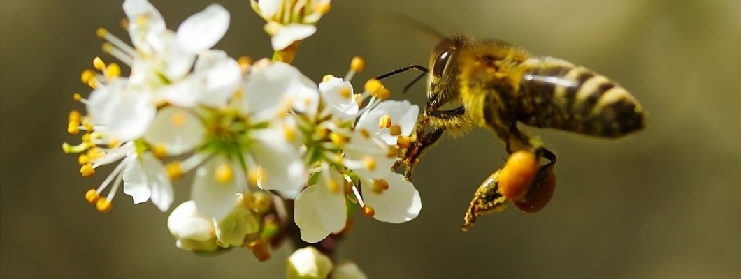 Arı Çiçek İlişkisi